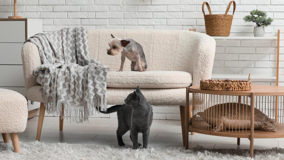 flea infestation: dog on couch and cat in living room